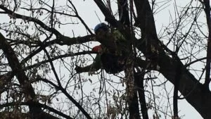 Tree Trimming Brainerd Lakes Area